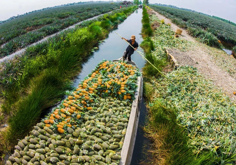 Đến làng du lịch cộng đồng khóm Cầu Đúc, du khách được bơi xuồng len lỏi trong những vườn khóm xanh mát, cảm nhận nét bình dị và nên thơ. Ảnh: Hồng Dân