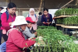 Các nước ASEAN nghiên cứu chuỗi liên kết sản xuất rau an toàn tại Lâm Đồng