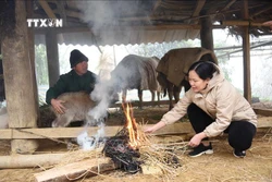 Lạng Sơn phòng chống đói rét, bảo vệ đàn vật nuôi ở vùng núi cao