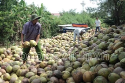 Giá dừa khô giảm mạnh, nông dân Trà Vinh không còn mặn mà