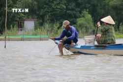 Mùa cá ở đầu nguồn châu thổ sông Cửu Long