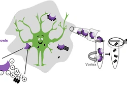 Đột phá công nghệ nano có thể thay đổi biện pháp điều trị bệnh Alzheimer