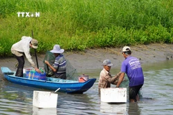 Nuôi xen canh thủy sản an toàn sinh học cho lợi nhuận cao tại Kiên Giang