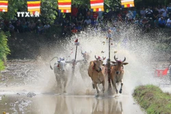 Hội đua bò Chùa Rô - nét văn hóa độc đáo của đồng bào Khmer