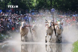 Tưng bừng Hội đua bò Bảy Núi An Giang