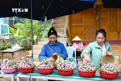 Mùa thu hoạch mận ở Nà Tấu