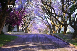 Bình minh rực rỡ sắc tím hoa Jacaranda ở thủ đô Pretoria, Nam Phi 