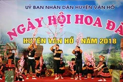 Sơn La tổ chức Ngày hội Hoa đào