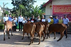 Hỗ trợ bò sinh sản cho hộ nghèo, hộ đồng bào dân tộc thiểu số. Ảnh: Hoài Thu – TTXVN