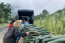 Từ cuối tháng 6 đến nay, người dân xã Giang Ma, huyện Tam Đường (Lai Châu) đã thu hoạch và bán khoảng hơn 170 tấn bí xanh, mỗi quả bí có trọng lượng từ 1,2-2,5 kg. Ảnh: Đinh Thùy-TTXVN 