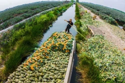 Đến làng du lịch cộng đồng khóm Cầu Đúc, du khách được bơi xuồng len lỏi trong những vườn khóm xanh mát, cảm nhận nét bình dị và nên thơ. Ảnh: Hồng Dân