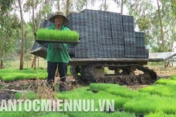 Giải bài toán quy hoạch để phát triển nông nghiệp bền vững