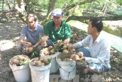 Giá hồng xiêm Tiền Giang tăng mạnh