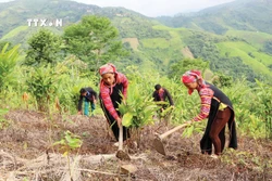 Cây nghệ đen giúp đồng bào dân tộc ở huyện Mường Tè xóa đói giảm nghèo. Ảnh: Đinh Thùy