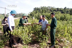 Mô hình trồng cây dược liệu thoát nghèo của gia đình ông Bàng Văn Vi xã Tuấn Đạo, huyện Sơn Động, tỉnh Bắc Giang. Ảnh: Đồng Thúy-TTXVN