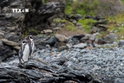 Chim cánh cụt Humboldt trên đảo Damas, vùng Coquimbo, Chile. Ảnh: AFP/TTXVN