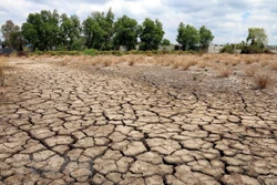 Cà Mau chủ động ứng phó với tác động của hiện tượng El Nino