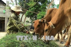 Gia Lai thay đổi tập quán chăn nuôi lạc hậu nhằm giảm ô nhiễm môi trường