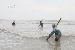 Người dân “miền chân sóng” hào hứng đi cào dắt mùa biển động