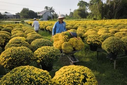 “Vương quốc hoa kiểng” Chợ Lách nhộn nhịp ngày cận Tết